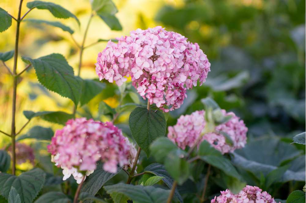 Hortensia 'Candybelle Bubblegum'